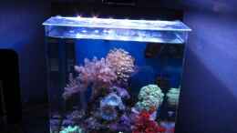 aquarium-von-garnelenhunter-deep-blue-reef_
