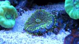 aquarium-von-garnelenhunter-deep-blue-reef_Scheiben Anemone (eigene Nachzucht)