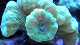 aquarium-von-garnelenhunter-deep-blue-reef_Caulastrea