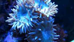 aquarium-von-garnelenhunter-deep-blue-reef_Axifuga