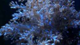 aquarium-von-garnelenhunter-deep-blue-reef_Keniabaum