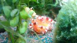 aquarium-von-manala-becken-19534_Red Bee beim Paprika essen