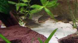 Aquarium einrichten mit Corydoras Sterbai Gruppe