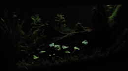 aquarium-von-robbie-erster-versuch--nun-nicht-mehr_LED Weiss