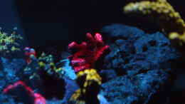 Aquarium einrichten mit Montipora digitata rot