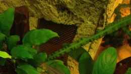 aquarium-von-rubens-rubens039--westafrika_Ausschnitt in Filterkasten mit Edelstahlgitter