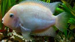 Aquarium einrichten mit Amatitlania siquia (xanthorische Form)-Männchen