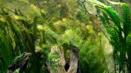 Aquarium einrichten mit Ceratophyllum demersum (Hornkraut)