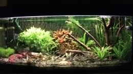 aquarium-von-daniele-mmm---irgendwie-----geht-mehr_Meine neuen Pflanzen Hygrophila Difformis stand 17.04.11