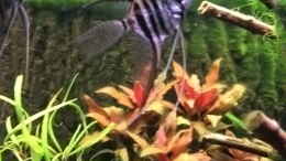 aquarium-von-daniele-mmm---irgendwie-----geht-mehr_Zebra Skalar