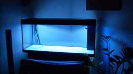 aquarium-von-benkolo-juwel-rio-240_Das Blaue Licht kommt auf dem Foto etwas zu sehr durch