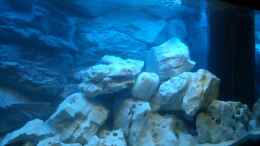aquarium-von-benkolo-juwel-rio-240_Das erste mal voll Wasser