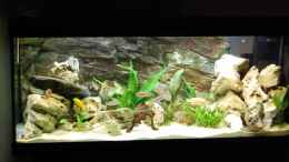 aquarium-von-benkolo-juwel-rio-240_mein neues Becken