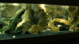 aquarium-von-rayskin-lil-tanga-aufgeloest_Ansicht auf Mitte und Rechte Seite des Beckens