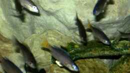 Aquarium einrichten mit Cyprichromis Leptosoma Mpulungu