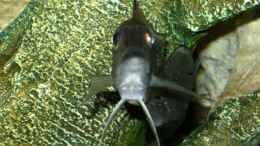 Aquarium einrichten mit Gnathochromis Permaxillaris Weibchen