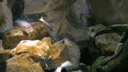 aquarium-von-rayskin-lil-tanga-aufgeloest_Ansicht auf Linke Seite des Beckens