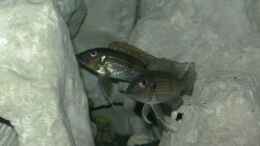 Foto mit Gnathochromis Permaxillaris beide 