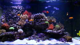 aquarium-von-stephan-gruen-riffahome_Becken am 13. Februar 2012
