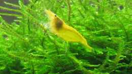 aquarium-von-bombay-bombay-800-raumteiler_yellow Garnele