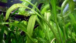 Aquarium einrichten mit Echinodorus latifolius / Grasartige Zwergschwertpflanze