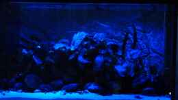 aquarium-von-h-k-mika-becken-19774_Mondlicht