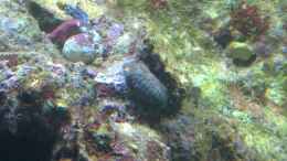 aquarium-von-gernold-miniriff_Actaeodes tomentosus