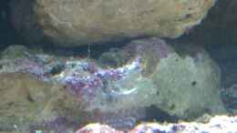 aquarium-von-gernold-miniriff_Undefenierbare kleine Krabbe
