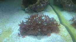 aquarium-von-gernold-miniriff_Knopia octocontacanalis