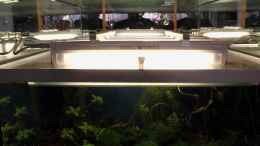 aquarium-von-micha-70er-red-bee-vitrinen-tank_4* T5 8 Watt Mini-Lichtleisten - Beleuchtung im Betrieb
