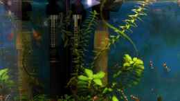 aquarium-von-micha-70er-red-bee-vitrinen-tank_Heizstab Dennerle Nano ThermoConstant 25° - 100Watt und Tel