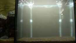 aquarium-von-julien-preuss-bee-tank---nur-noch-als-beispiel_Noch etwas trüb...