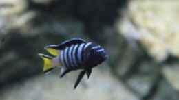 aquarium-von-frank-wollenburg-malawi-world-nur-noch-beispiel--kommt-neues_Pseudotropheus elongatus mpanga