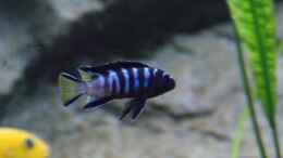 aquarium-von-frank-wollenburg-malawi-world-nur-noch-beispiel--kommt-neues_Pseudotropheus elongatus mpanga M