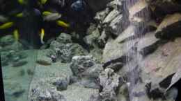 aquarium-von-frank-wollenburg-malawi-world-nur-noch-beispiel--kommt-neues_Seitenansicht von Rechts