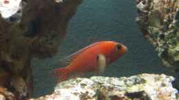 aquarium-von-bad666-malawi-welt_Aulonocara red rubin