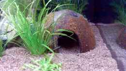 aquarium-von-springer-maroni-home_eine von 2 halben Kokosnusschalen mit Loch