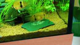 aquarium-von-springer-maroni-home_Maroni Buntbarsch-Weibchen legt Eier