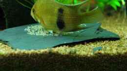 aquarium-von-springer-maroni-home_*PLUPP* und noch ein Ei  :-)