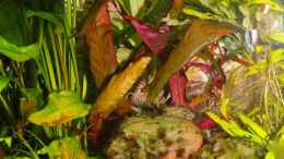 Aquarium einrichten mit Barclaya longifolia (Königin der Seerosen) hinter