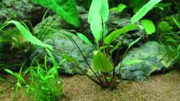 Aquarium einrichten mit Lilaeopsis brasiliensis (Graspflanze) & Walkers