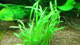 Aquarium einrichten mit Lilaeopsis brasiliensis (Graspflanze)