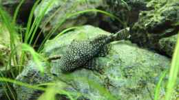 aquarium-von-springer-maroni-home_Antennenwels-Weibchen