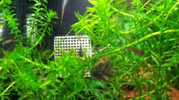 aquarium-von-drako-kampffisch-traeumereien------_Besatz Bild 6