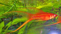 aquarium-von-solaris-blumentoepfe-und-seramis_Männchen Lyra orange (Mein Lieblingsfisch ^_^)