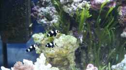 aquarium-von-thorsten-john-becken-19856_3 Ocellaris black - Falscher Anemonen Clownfisch