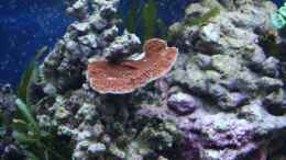 Aquarium einrichten mit Montipora rot