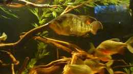 Aquarium einrichten mit Petenia Splendida (gute 30cm)