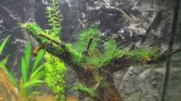 aquarium-von-dr--manhattan-rainbowland-aufgeloest_Garnelenbaum mit Javamoos