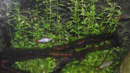 Aquarium einrichten mit Melanotaenia splendida australis